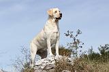 LABRADOR 066